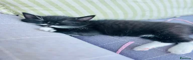 Nora