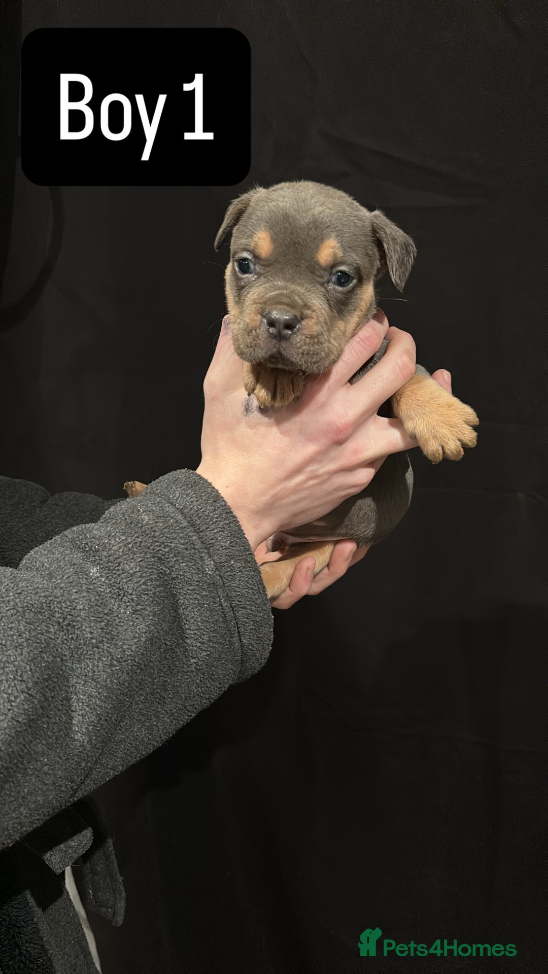 American Bulldog dogs for sale: Pocket bully’s  - Advert 4