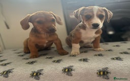 Mixed Breed dogs for sale: Dachshund x Jack Russell's puppies  - Image 3