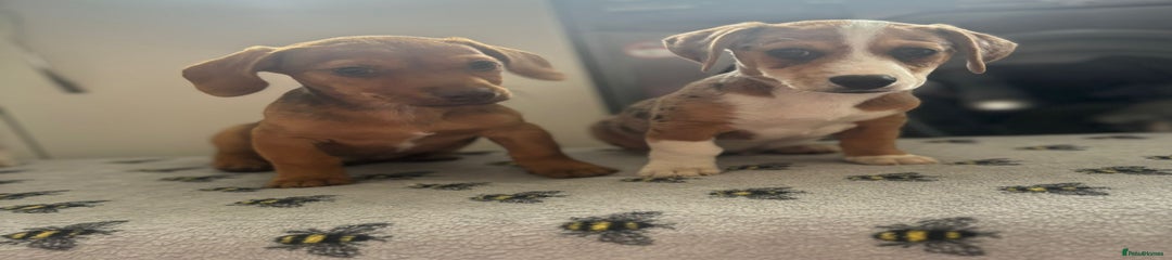 Mixed Breed Puppy 3