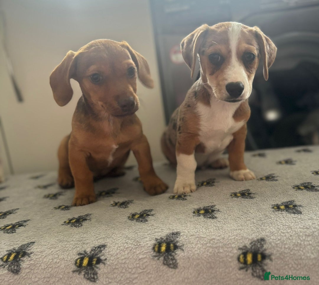 Mixed Breed dogs for sale: Dachshund x Jack Russell's puppies  - Image 3