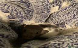 Rat rodents for sale: Rats for sale Hull Rex,fancy,dumbo&hairless - Advert 5