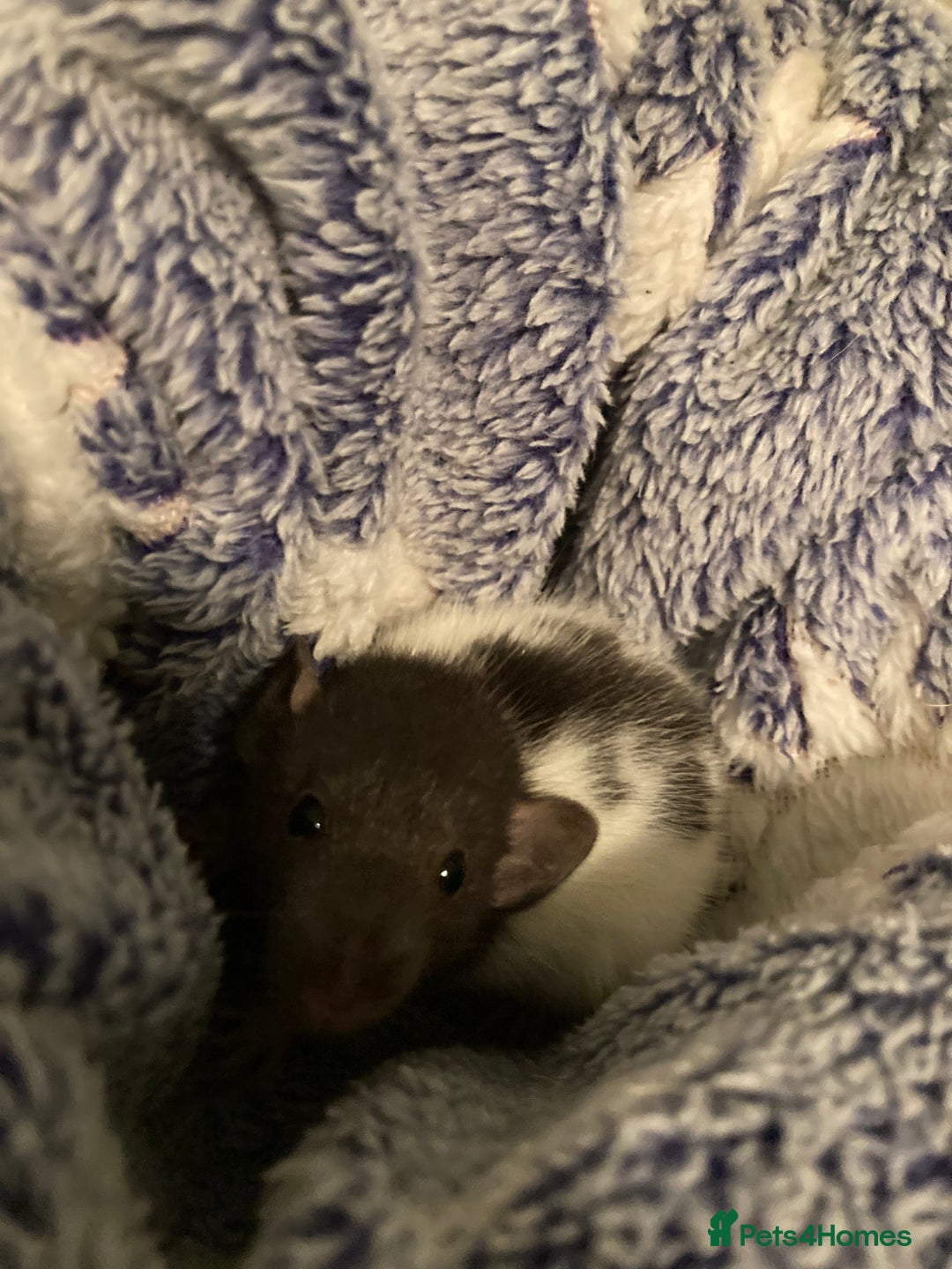 Rat rodents for sale: Rats for sale Hull Rex,fancy,dumbo&hairless - Advert 5