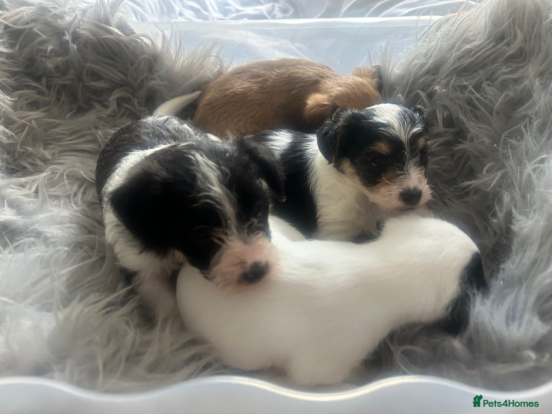 Jackapoo dogs for sale: 4 beautiful jackapoo boys - Image 13