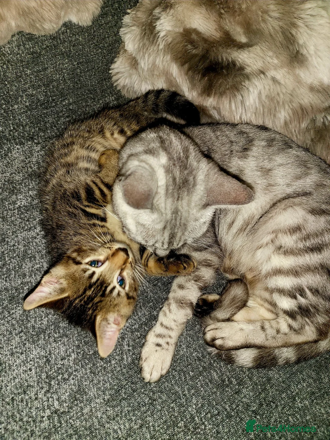 Bengal cats for sale: Bengal kittens - Advert 2