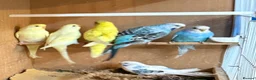 Budgerigars birds for sale: Young mixed coloured budgies for sale  - Advert 6