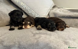 Miniature Schnauzer dogs for sale: LAST BOY READY TO LEAVE - Image 2