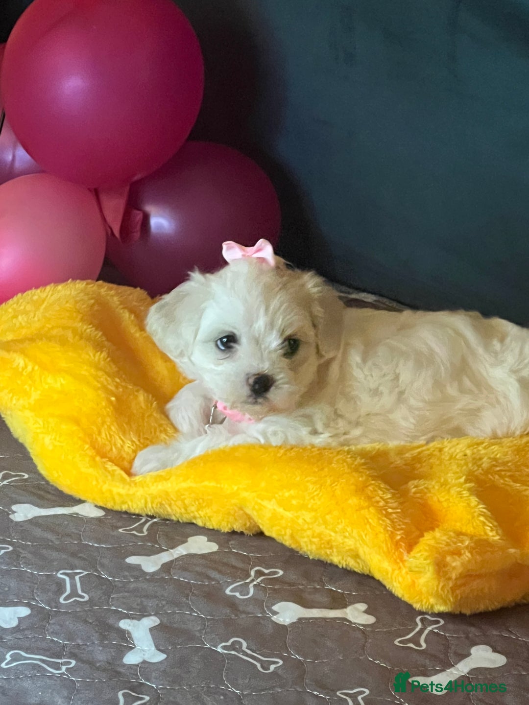 Bichon Frise dogs for sale: Bichon Frise  - Image 11