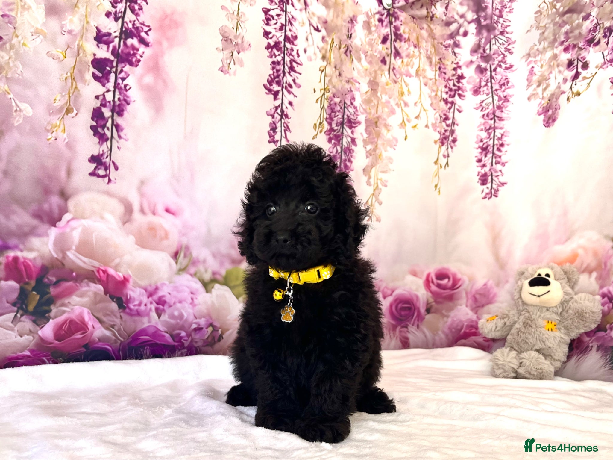 Poodle dogs 🌟Stunning Mini Poodles🌟CHAMPION LINES, DNA CLEAR - Advert 1