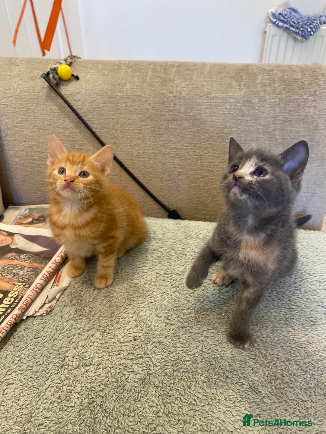 Mixed Breed cats for sale: Beautiful kittens - Image 5