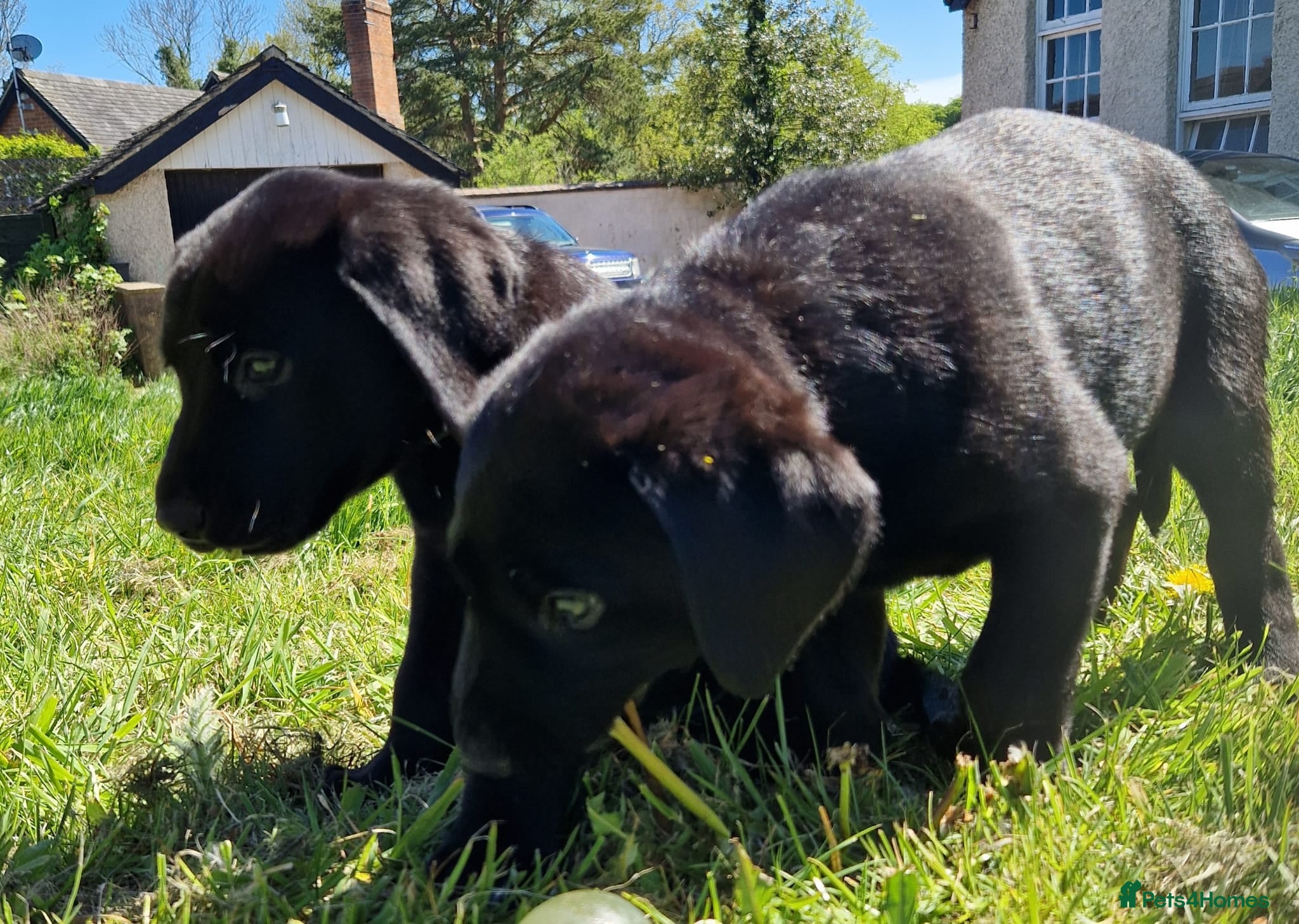Labrador Retriever dogs Gorgeous black labrador boys. - Advert 2