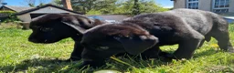 Labrador Retriever dogs for sale: Gorgeous black labrador boys. in Burton-on-Trent - Advert 2