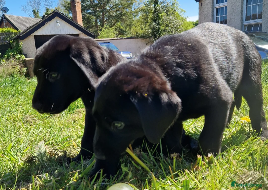 Labrador Retriever dogs for sale: Gorgeous black labrador boys. in Burton-on-Trent - Advert 2