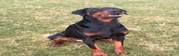 Dobermann dogs for stud: Dobermann Stud KC  - Advert 3