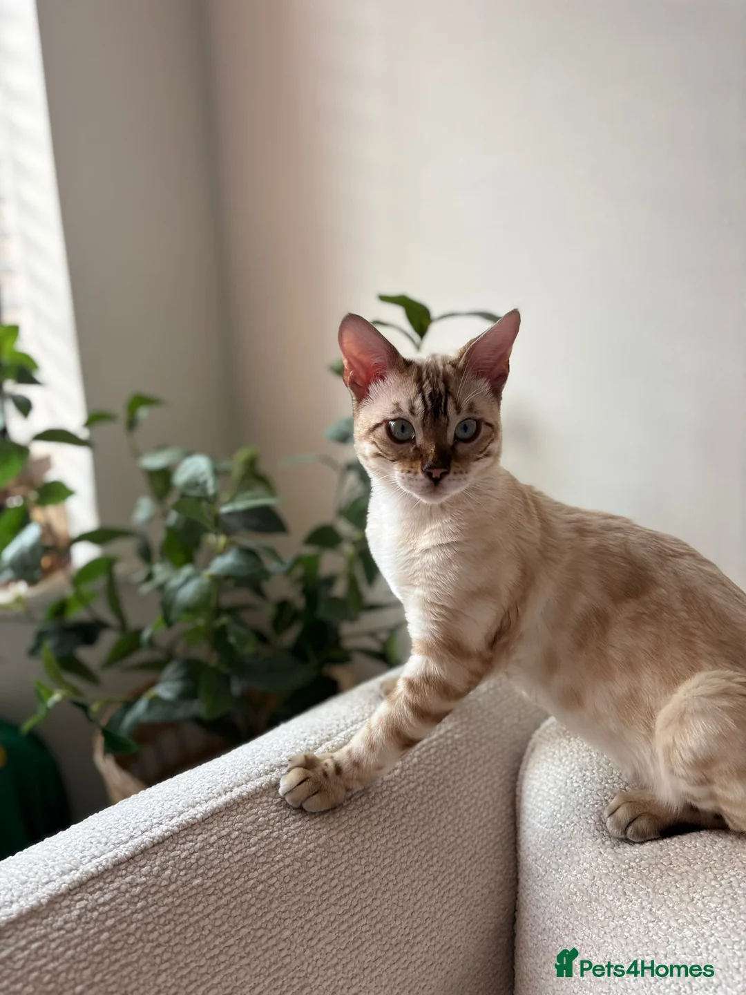 Bengal cats for sale: Snow boy  - Advert 2