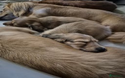 Miniature Dachshund dogs for sale: Miniature dachshunds Long haired cream KC reg  - Image 17