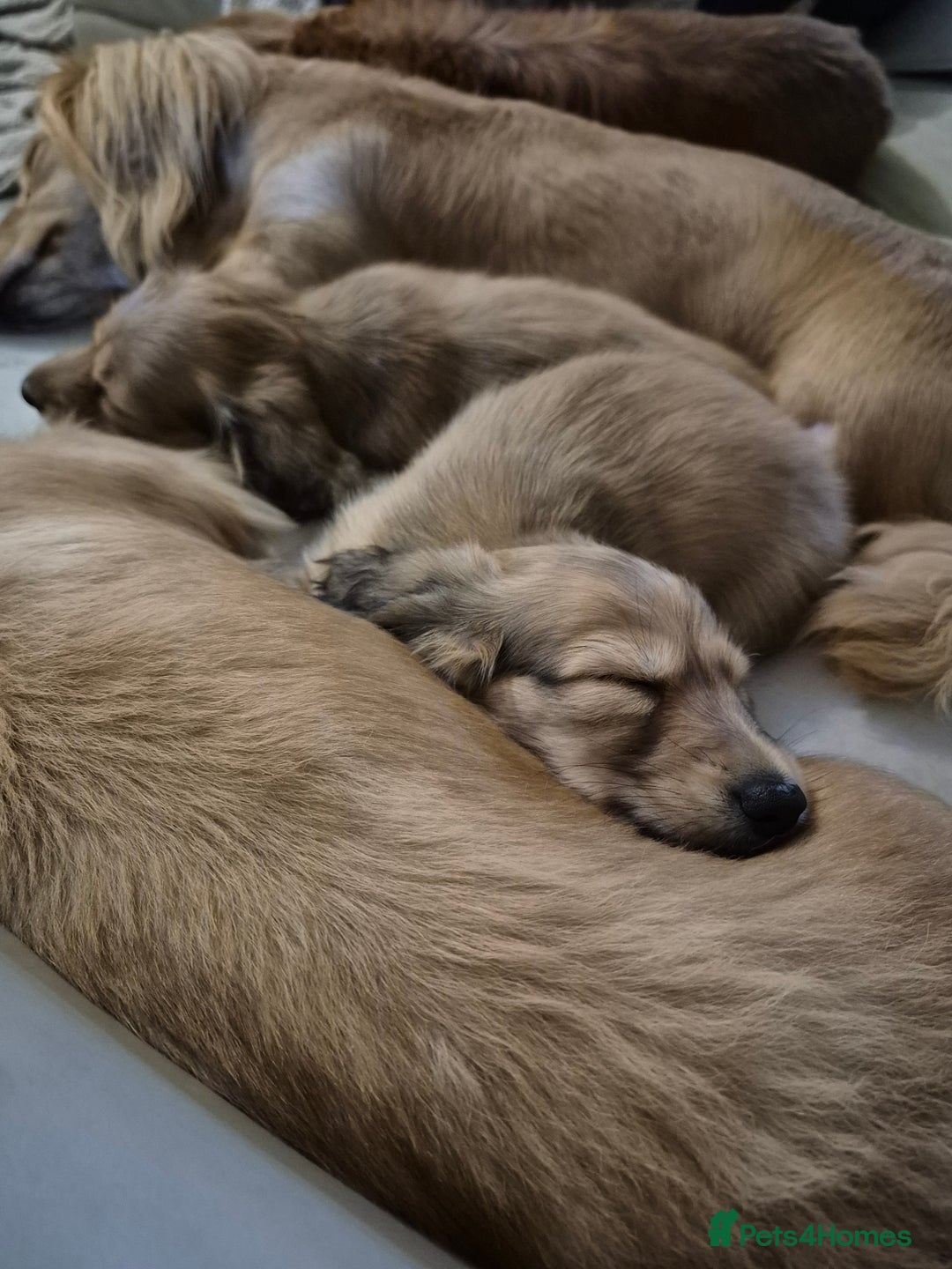 Miniature Dachshund dogs for sale: Miniature dachshunds Long haired cream KC reg  - Image 17