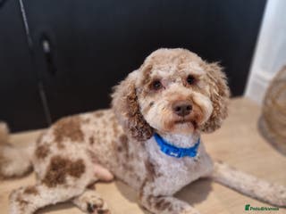Miniature Poodle dogs Chocolate Merle Miniature Poodle for stud in Warrington - Advert 17