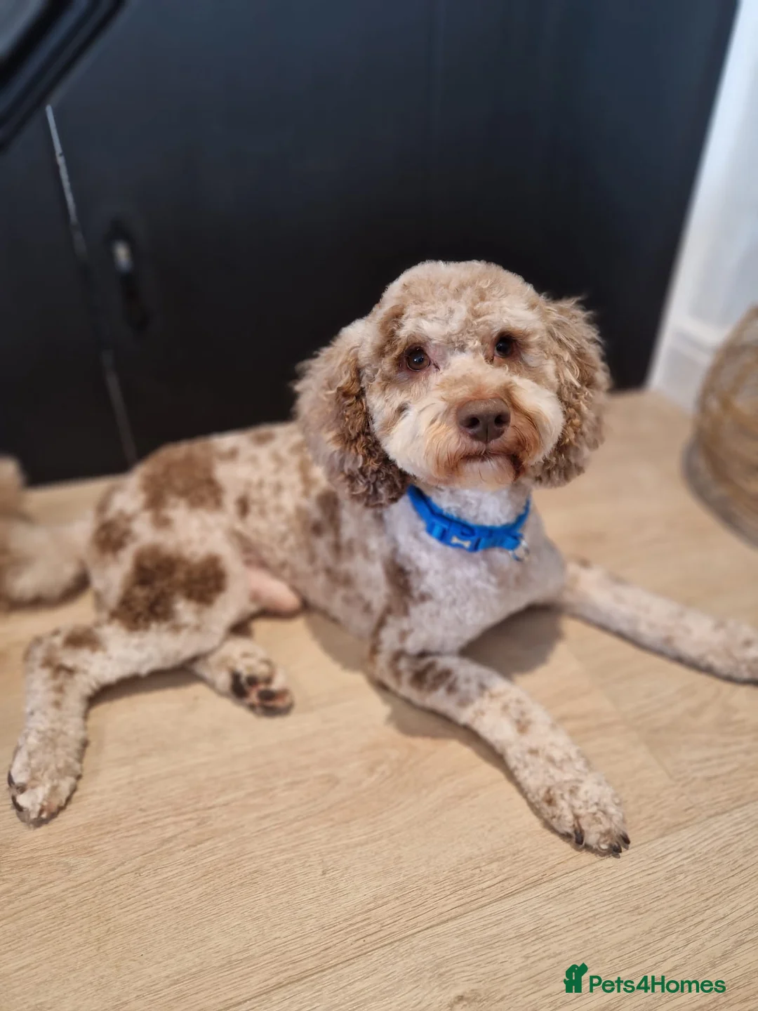Miniature Poodle dogs for stud: Chocolate Merle Miniature Poodle for stud in Warrington - Advert 1