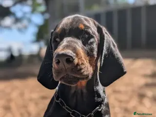 Dobermann dogs WAITLIST 2026 CEZARBLUE KC LICENSED BREEDER ⭐️ - Advert 6