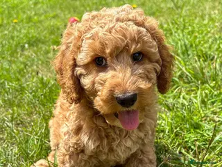 Labradoodle dogs Ready Now: Multi-Gen Australian Labradoodles Boys - Advert 1