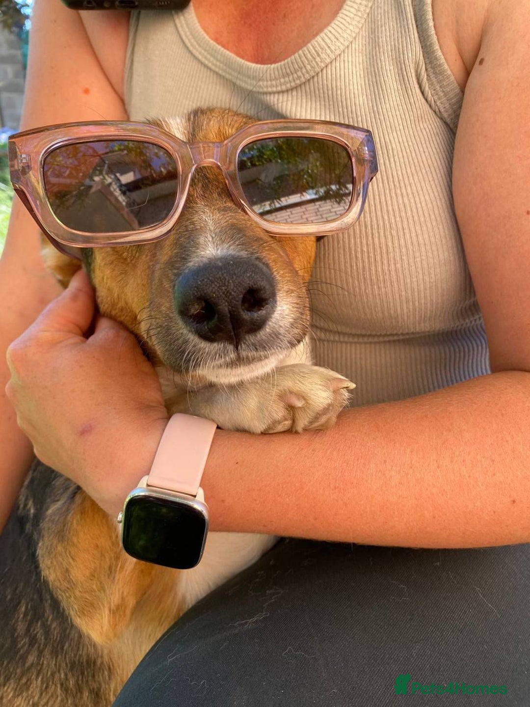 Mixed Breed dogs for adoption: 💖🐶 TOFFI -2-year-old small size girl 🐶💖 - Image 5