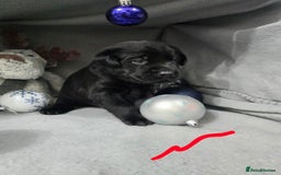 Labrador Retriever dogs for sale: Chunky cute lab pups for sale - Image 19