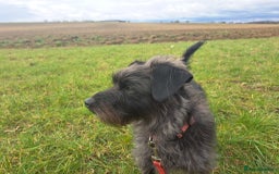 Jackapoo dogs for sale: Gorgeous Jackapoo Puppies for sale  - Image 9
