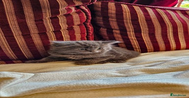 Maine Coon cats - Advert 2