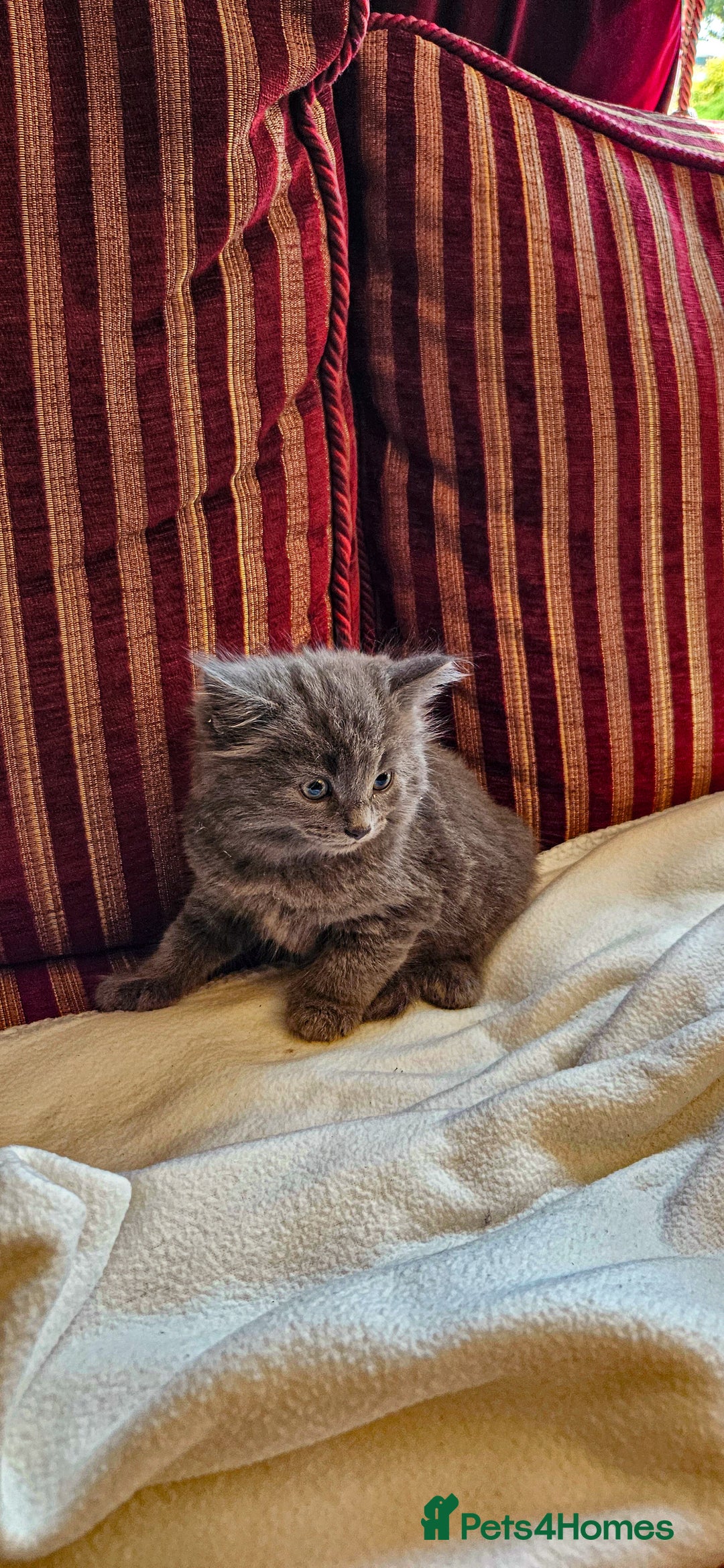 Maine Coon cats for sale: 3 lovely Grey Maine Coon cross kittens - Image 3