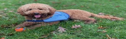 Mini Goldendoodle dogs for stud: Chestnut coloured Miniature Golden Doodle in Chertsey - Advert 4