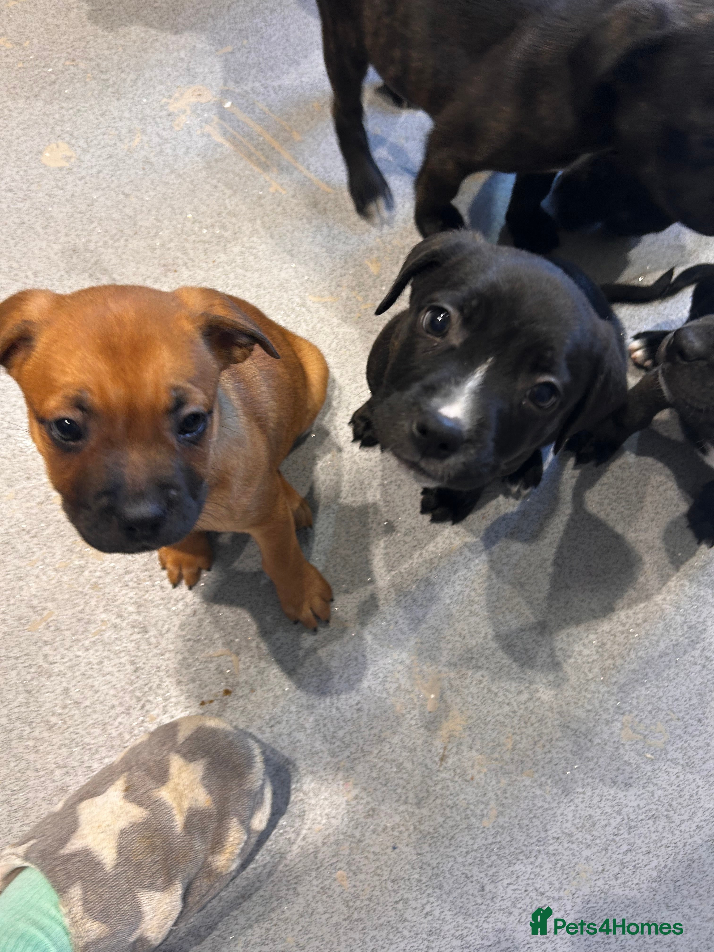 Mixed Breed dogs 2 girl pups left 💛 - Advert 10