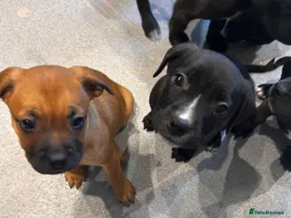 Mixed Breed dogs 2 girl pups left 💛 - Advert 10