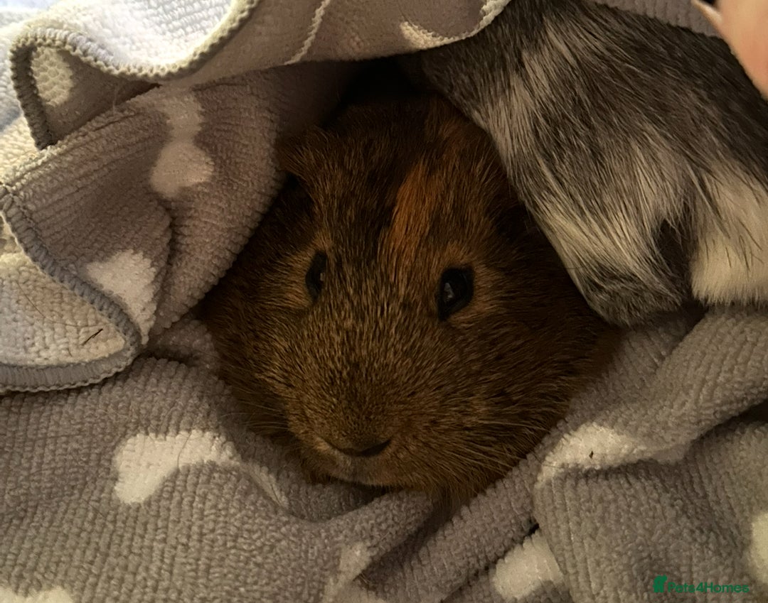 Guinea Pig rodents for sale: 2 x Male Guinea Pigs  - Advert 3