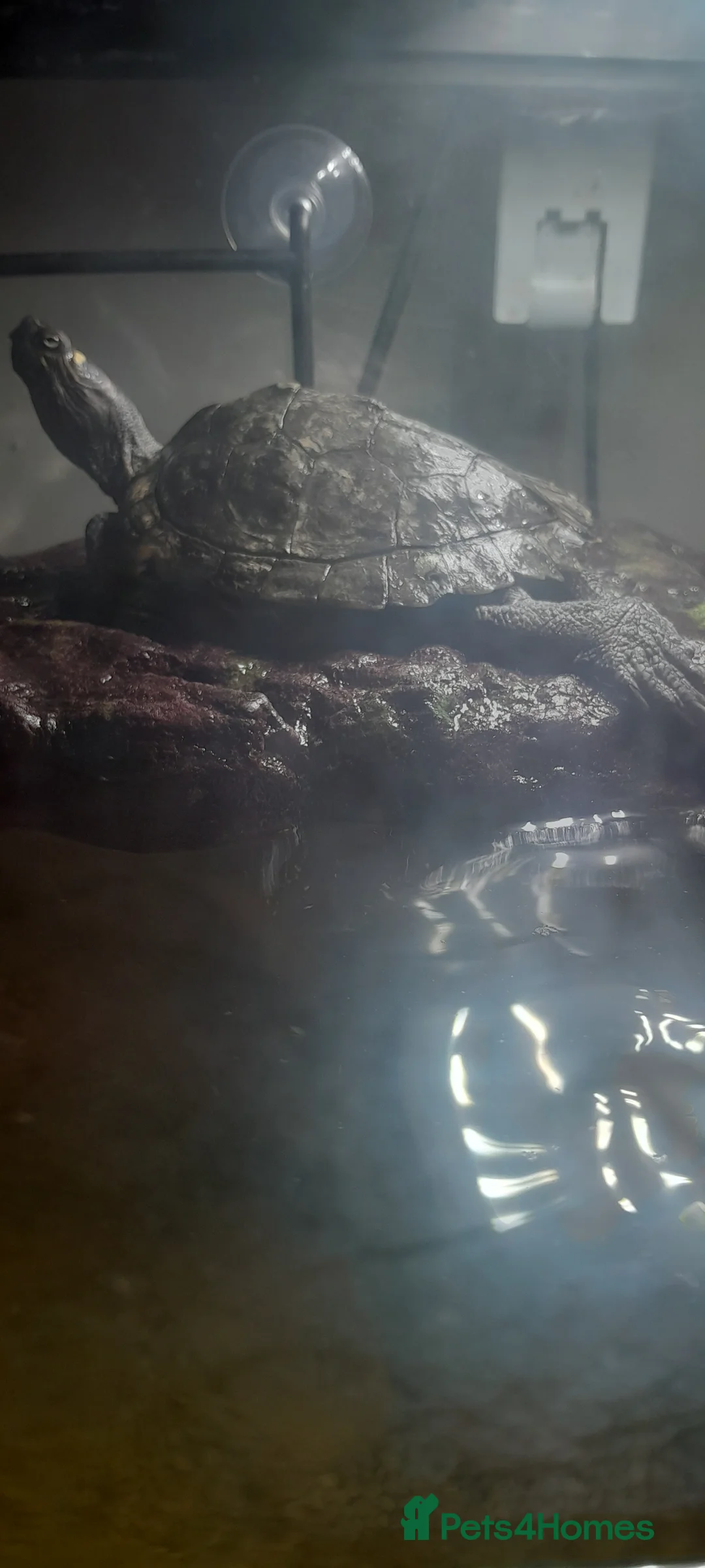 Turtle reptiles for sale: TURTLES FOR SALE  - Advert 2