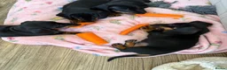 Miniature Dachshund dogs for sale: *REDUCED* FULLY INOCULATED MINI SMOOTH DACHSHUNDS - Advert 4