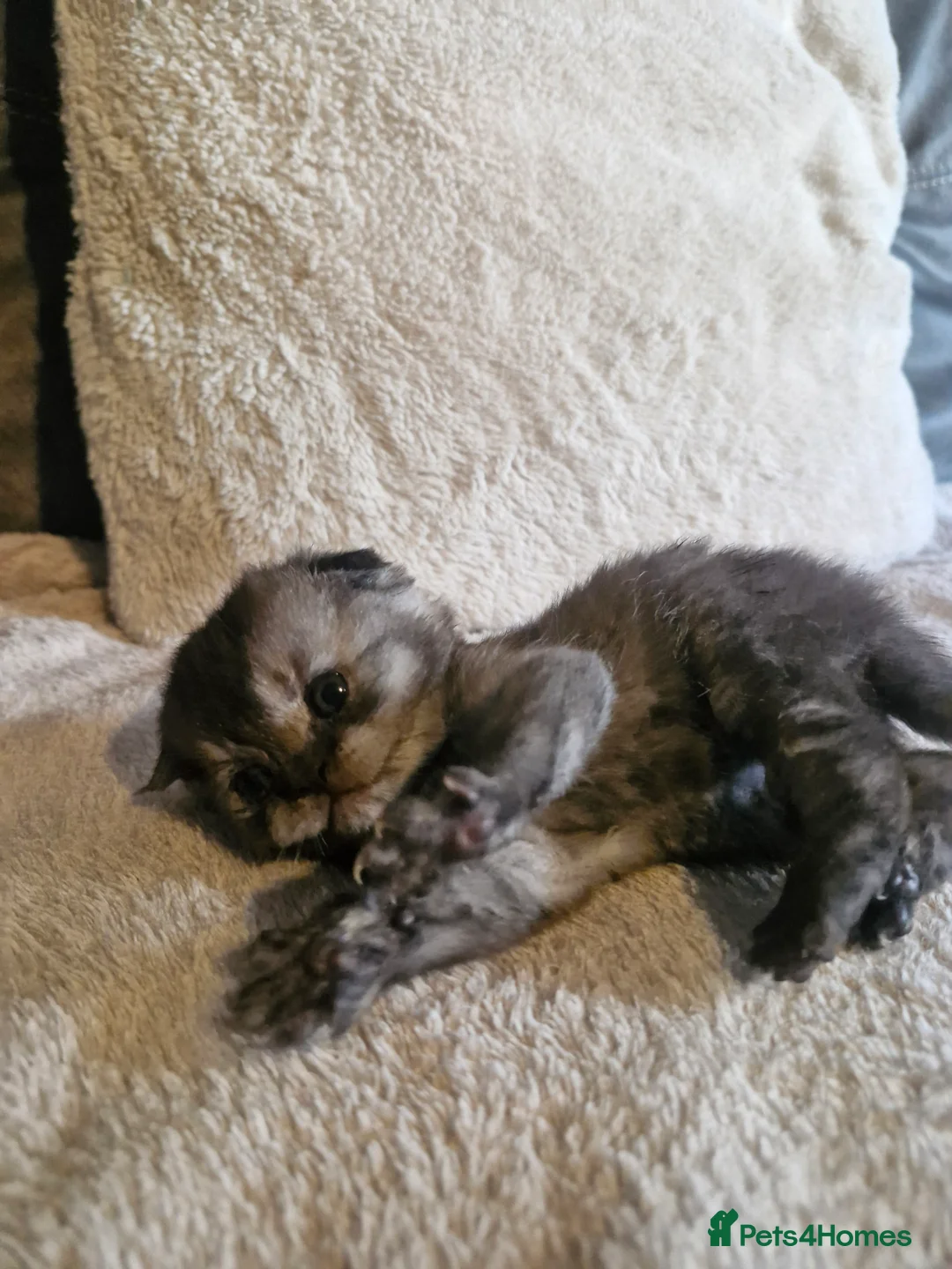 Scottish Fold cats for sale: Scottish Fold Kittens READY FOR NEW HOMES  - Advert 39