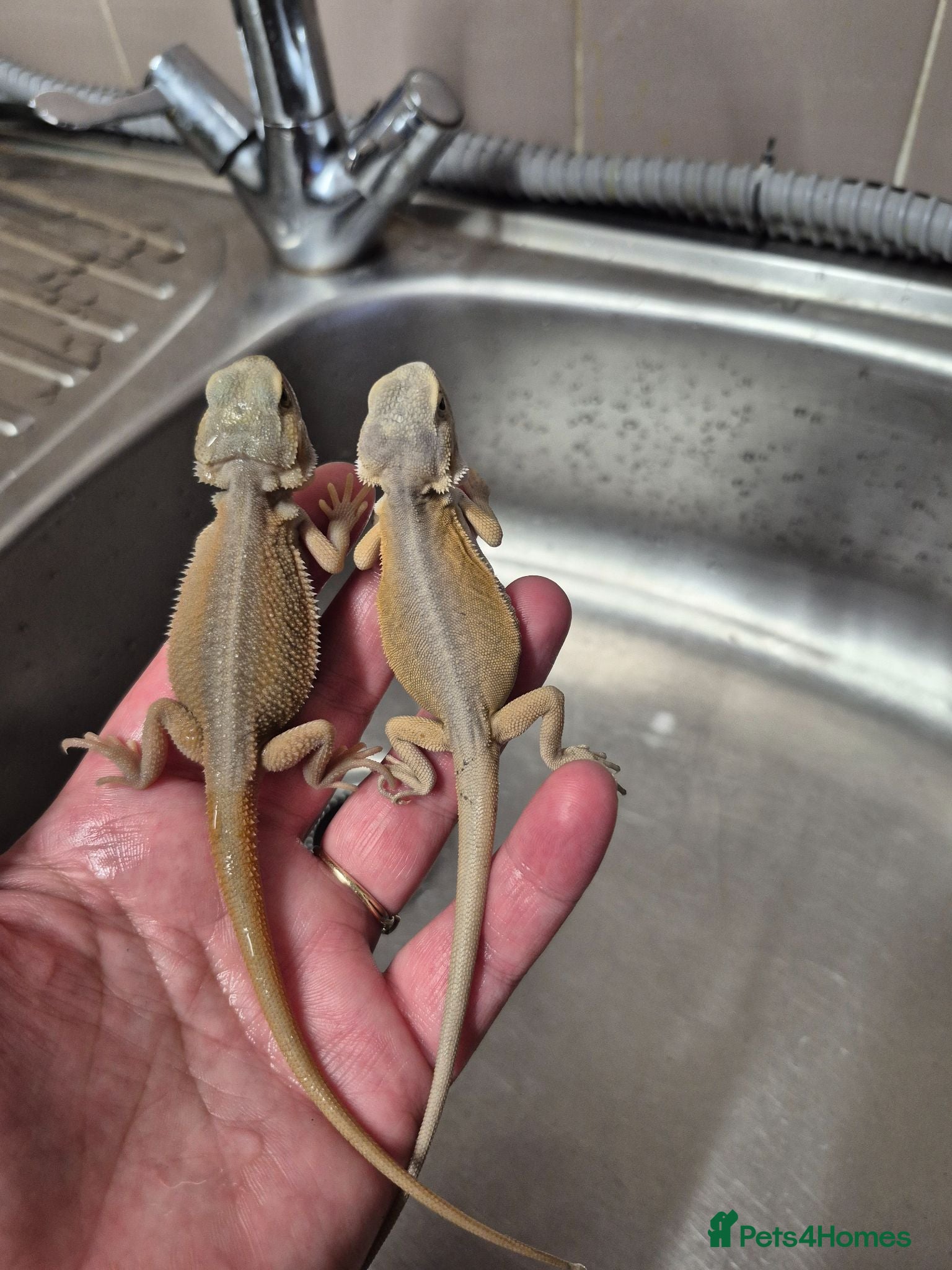 Bearded Dragon reptiles Baby bearded dragons  - Advert 1