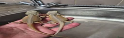 Bearded Dragon reptiles for sale: Baby bearded dragons  - Advert 3