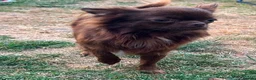 Chihuahua dogs for sale: 4 gorgeous longhaired apple head chihuahua pups - Advert 14