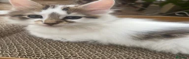 Domestic Shorthair 2