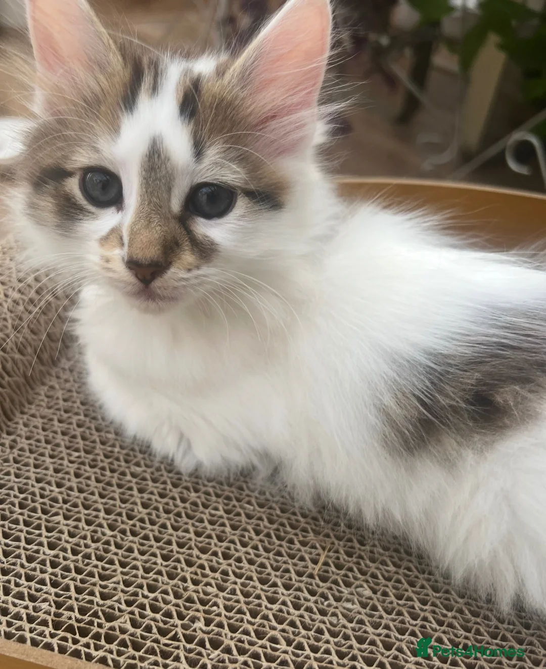 Domestic Shorthair cats for sale: 3 Playfull Fluffy kittens  - Advert 6