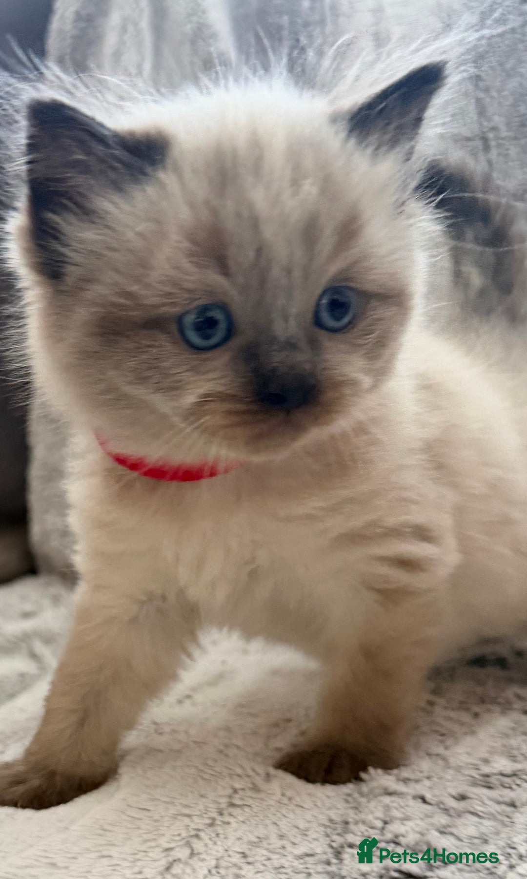 Ragdoll cats for sale: GCCF Exceptional Pedigree Ragdolls 🌸 - Advert 10