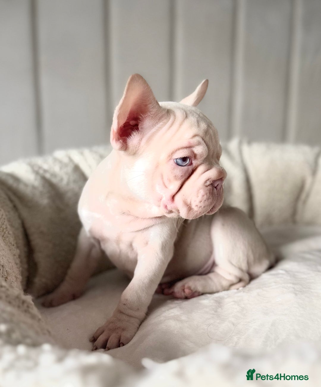 French Bulldog dogs for sale: 🌸Pink French bulldogs TOP QUALITY  - Image 13