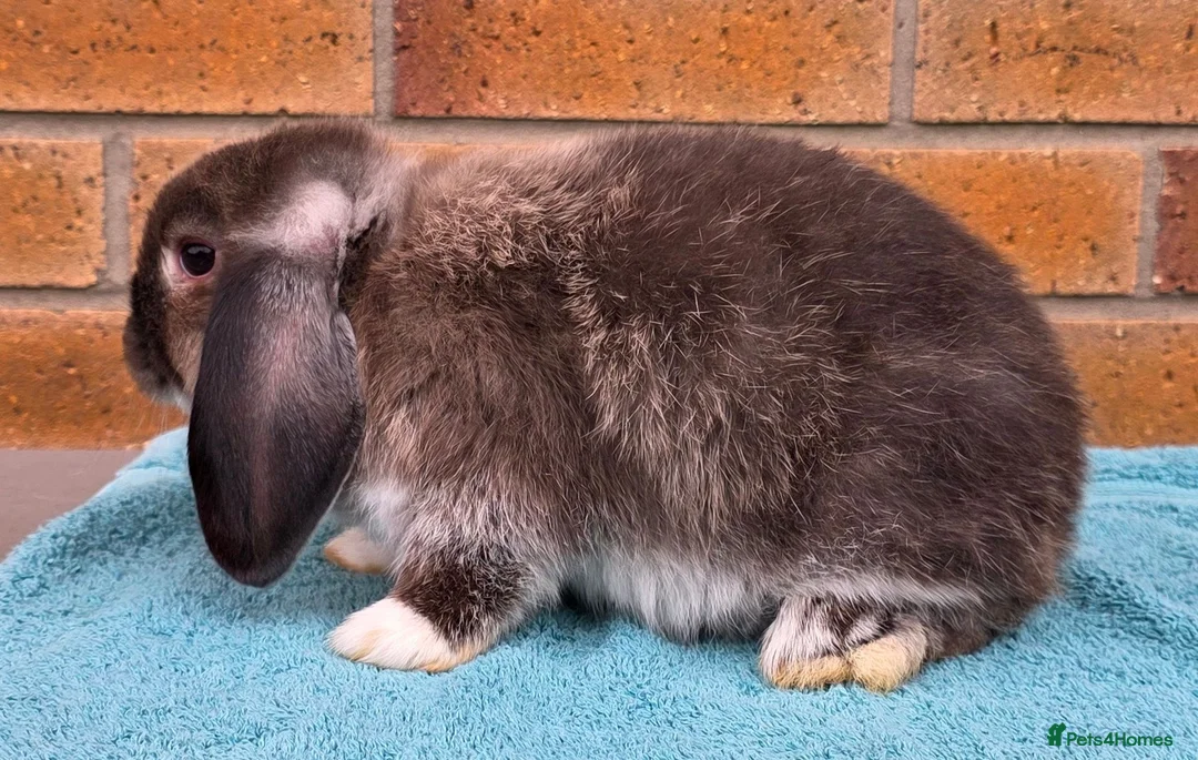 Mini Lop rabbits for sale: Mini Lop Babies - Advert 2