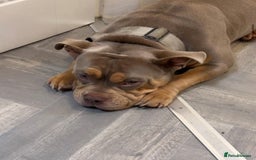 American Bully dogs for sale: Female Pocket Bully  - Image 9
