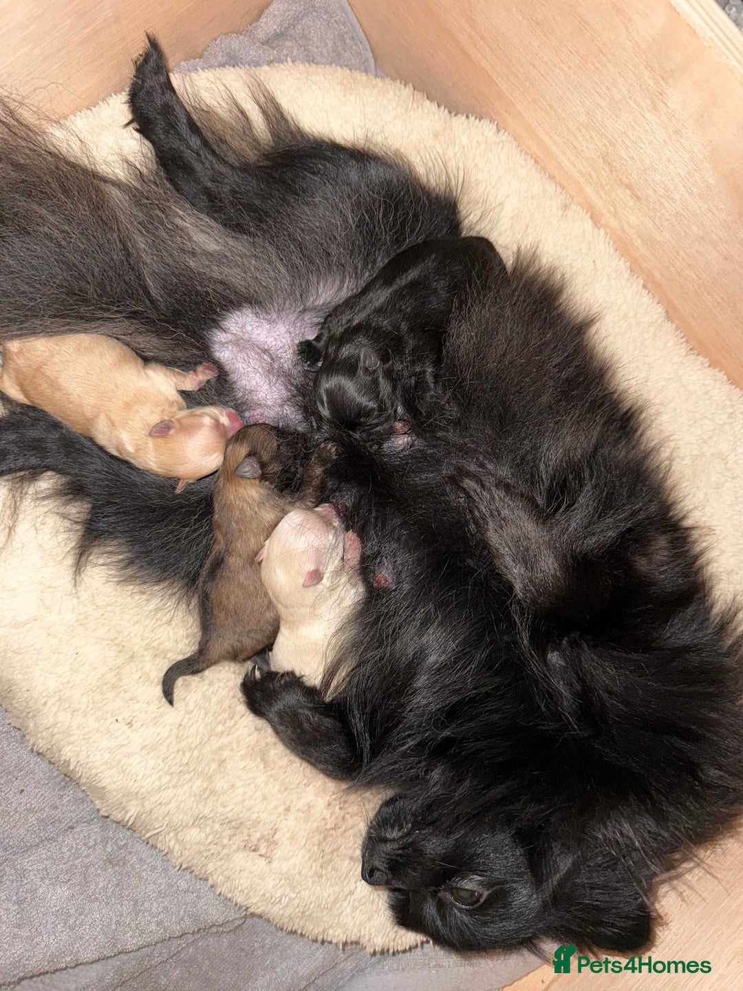 Pomeranian dogs for sale: 3 beautiful  **  teddy face Pomeranian puppies  - Advert 16