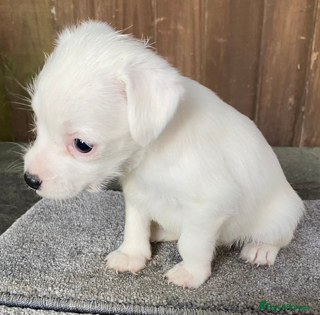 Jack Russell dogs for sale:  **  JACK RUSSELL PUPPIES - READY TO GO - Advert 28