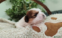 Shih Tzu dogs for sale: Shih Tzu - Image 17