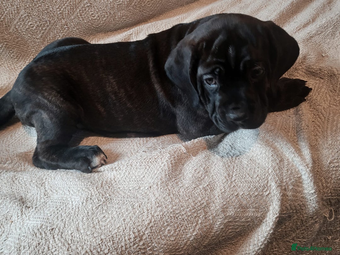 Cane Corso dogs for sale: Cane Corso - Advert 8